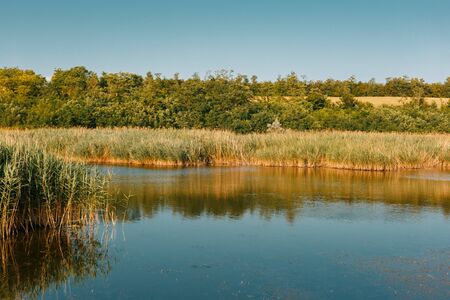 Lake and reeds. Trees in the background. Horizontally framed shot.の写真素材