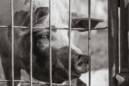 Sad lonely pig look through the metal bars. Livestock farm. Meat industry. Animals rights concept. Horizontally framed shot.の写真素材