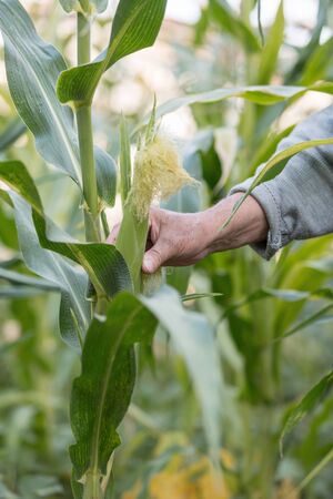 Corn in hand. Hand of elderly farmer who planted and cared for corn on his own corn plantation....