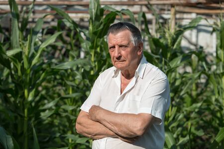 An old gray haired farmer stands with his arms crossed. On background of green ears of corn. Concept of manual labor and home garden. Horizontally framed shot.の写真素材