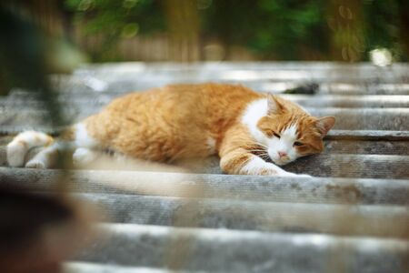 Red cat resting on tiles. Shot through window bars. Horizontally framed shot.の写真素材