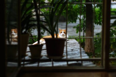 Red cat resting on tiles. Shot through window bars. Horizontally framed shot.の写真素材