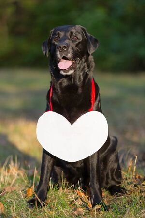 Black beautiful Labrador in the woods. On his chest hangs a white sign in the shape of a heart. Warm autumn evening in the forest. Vertically framed shot.の写真素材