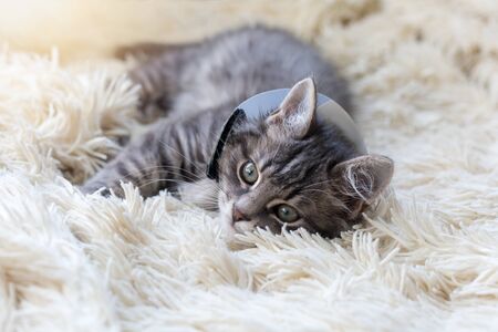 Little grey kitten in veterinary plastic cone on the head at recovery after surgery. Animal healthcare. Horizontally framed shot.の写真素材