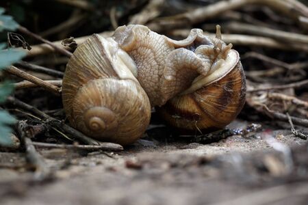 Two snails mate. They connected with each other. On a natural background. Horizontally framed shot.の写真素材