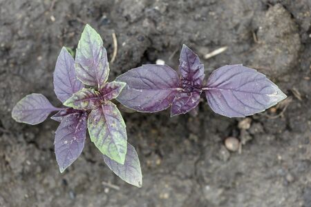 Basil bushes grow in the garden. Moist fertile black soil. View from the top. Horizontally framed shot.の写真素材