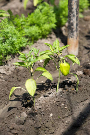 Growing shrub with green sweet peppers paprika. Black soil is watered water.の写真素材