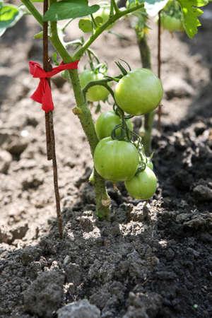 Green tomatoes on a branch of a bush growing in a vegetable garden, on a sunny day. Growing healthy natural food.の写真素材