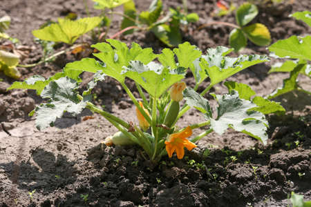 Zucchini plant. Zucchini flower. Green vegetable marrow growing on bush. Growing healthy natural food. Horizontally framed shot.の写真素材