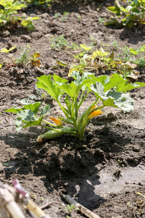 Zucchini plant. Zucchini flower. Green vegetable marrow growing on bush. Growing healthy natural food. Vertically framed shot.の写真素材