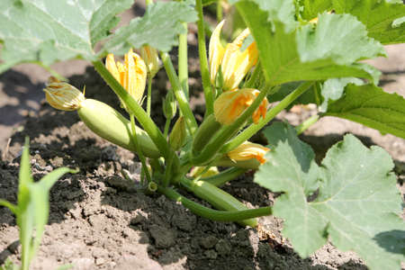 Zucchini plant. Zucchini flower. Green vegetable marrow growing on bush. Growing healthy natural food. Horizontally framed shot.の写真素材