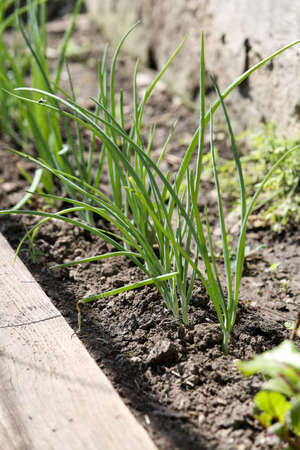 Home vegetable garden. On the bed grows green onions. Growing healthy natural food. Vertically framed shot.の写真素材