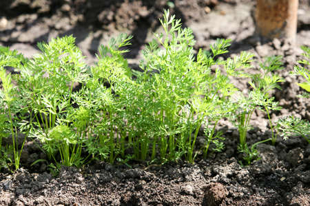 Carrots growing in the beds in the farmers. Organic agriculture, farming concept. Horizontally framed shot.の写真素材