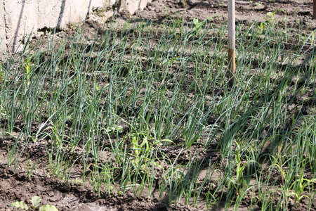 Home vegetable garden. On the bed grows green onions. Growing healthy natural food. Horizontally framed shot.の写真素材