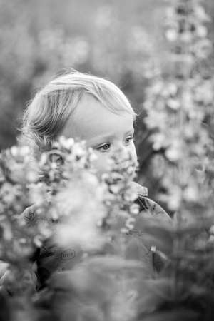 A cute little boy in a lavender field. Happy family leisure outdoors. Vertically framed shot.の写真素材