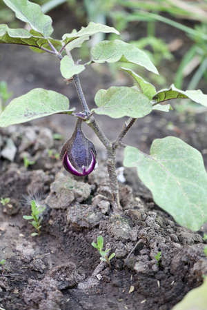 Bush of eggplant in a greenhouse. Organic agriculture, farming concept. Vertically framed shot.の写真素材