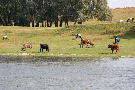 Cows grazing peacefully on the river bank. The concept of agricultural life. Horizontally framed shot.の写真素材