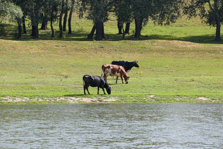 Cows grazing peacefully on the river bank. The concept of agricultural life. Horizontally framed shot.の写真素材