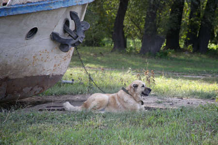 Port dog. Chained to the ship. Horizontally framed shot.の写真素材