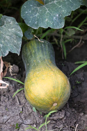 Green pumpkin. Organic agriculture, farming concept. Vertically framed shot.の写真素材