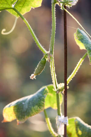 A small cucumber grows on a bush. Organic agriculture, farming concept. Vertically framed shot.の写真素材
