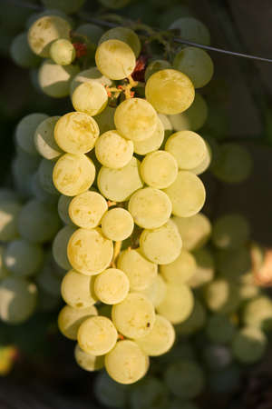 Bunche of green grapes. Organic agriculture, farming concept. Vertically framed shot.の写真素材