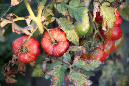 Tomato bushes growing in the garden. Organic agriculture, farming concept. Horizontally framed shot.の写真素材