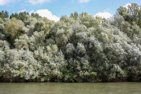 Willows on the river Bank. Horizontally framed shot.の写真素材