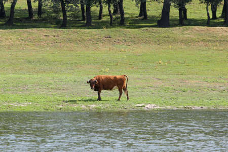 Peacefully grazing cow on the river Bank. The concept of agricultural life. Horizontally framed shot.の写真素材