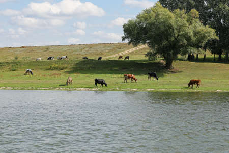 Cows grazing peacefully on the river bank. The concept of agricultural life. Horizontally framed shot.の写真素材