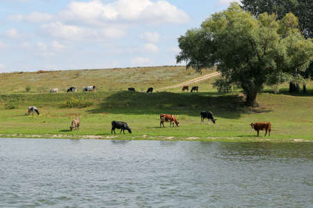 Cows grazing peacefully on the river bank. The concept of agricultural life. Horizontally framed shot.の写真素材