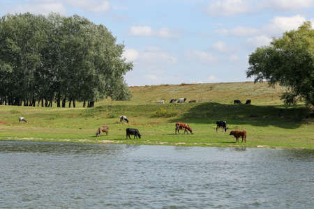 Cows grazing peacefully on the river bank. The concept of agricultural life. Horizontally framed shot.の写真素材