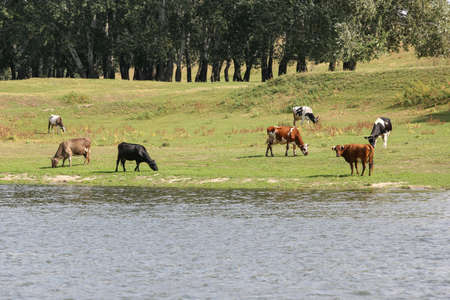 Cows grazing peacefully on the river bank. The concept of agricultural life. Horizontally framed shot.の写真素材