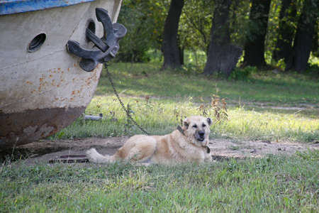 Port dog. Chained to the ship. Horizontally framed shot.の写真素材