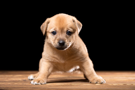 Cute puppy on a wooden table. Studio photo on a black background.の写真素材