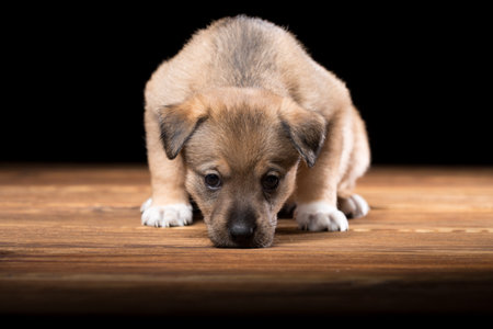Cute puppy on a wooden table. Studio photo on a black background.の写真素材