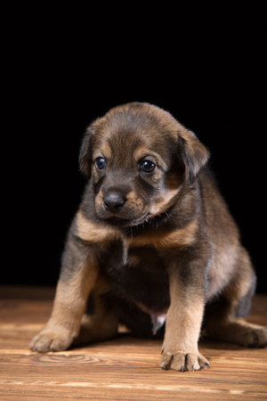 Cute puppy on a wooden table. Studio photo on a black background.の写真素材