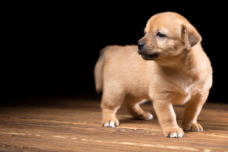 Cute puppy on a wooden table. Studio photo on a black background.の写真素材