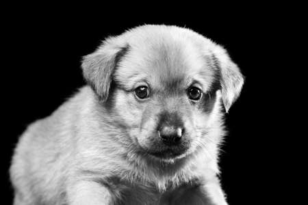 Portrait of a beautiful puppy on a black background.の写真素材