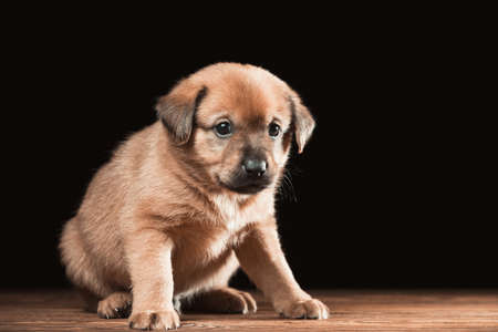 Cute puppy on a wooden table. Studio photo on a black background.の写真素材
