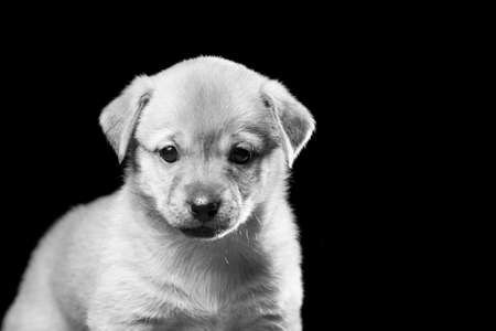 Portrait of a beautiful puppy on a black background.の写真素材
