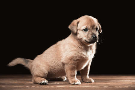 Cute puppy on a wooden table. Studio photo on a black background.の写真素材