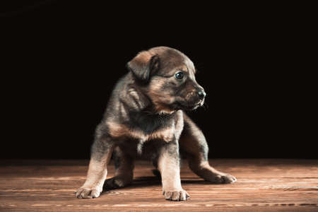 Cute puppy on a wooden table. Studio photo on a black background.の写真素材