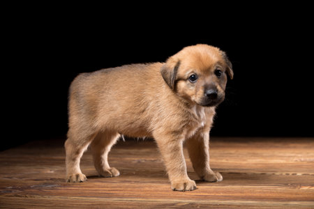 Cute puppy on a wooden table. Studio photo on a black background.の写真素材