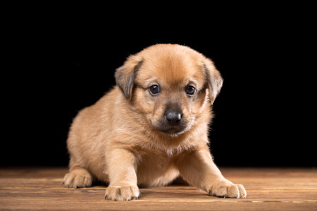 Cute puppy on a wooden table. Studio photo on a black background. Horizontally framed shot.の写真素材