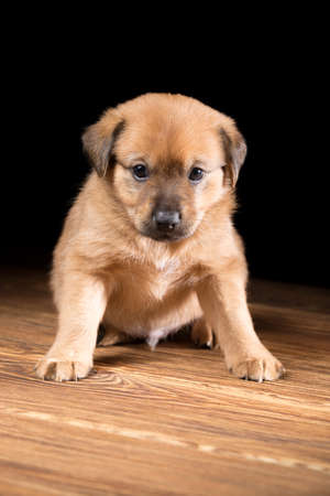 Cute puppy on a wooden table. Studio photo on a black background.の写真素材