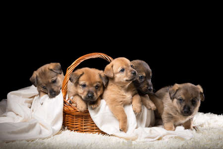 Group of puppies in a wicker basket on a white blanket. Studio photo on a black background. Horizontally framed shot.の写真素材