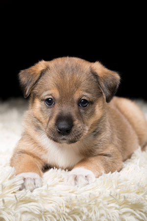 A beautiful puppy on a white blanket. Studio photo on a black background. Vertically framed shot.の写真素材