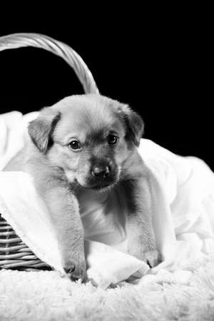 A beautiful puppy in a wicker basket on a white blanket. Studio photo on a black background. Vertically framed shot.の写真素材