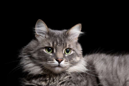 Portrait of a beautiful purebred cat on a black background.
